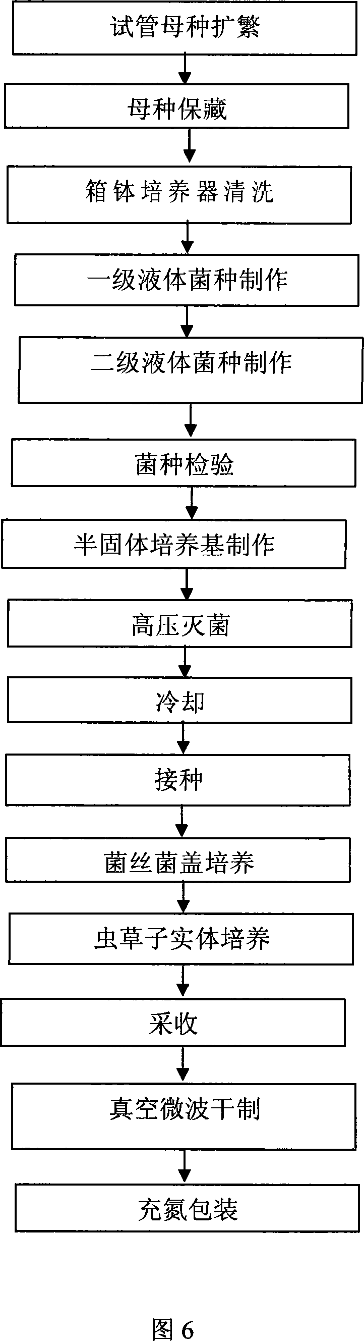 Industrial production method of cordyceps mushroom