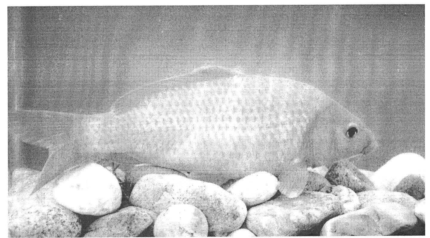 Breeding method for five specialized lines of Oujiang color common carp