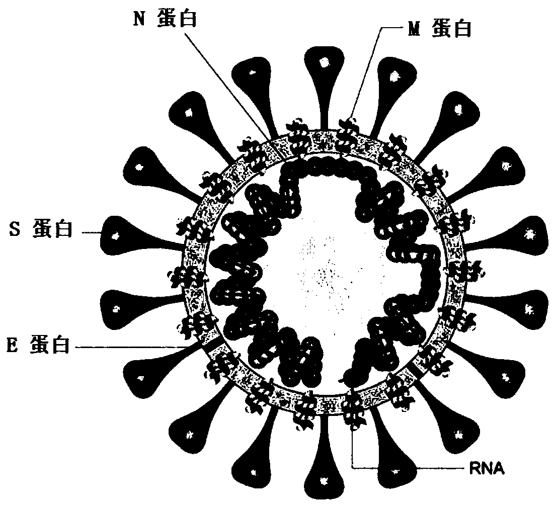 SARS-CoV-2 vaccine and preparation method thereof