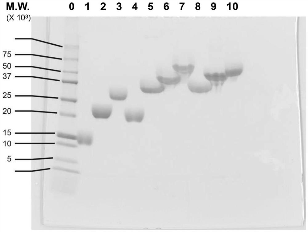 Long-acting adrenomedullin derivatives