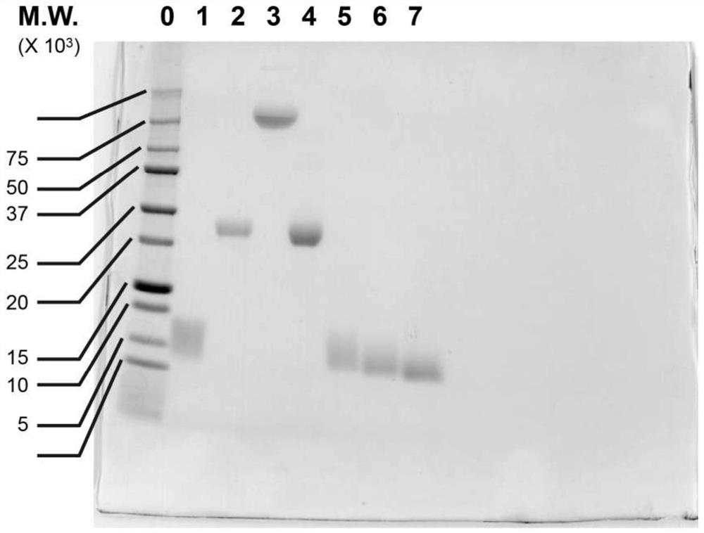 Long-acting adrenomedullin derivatives