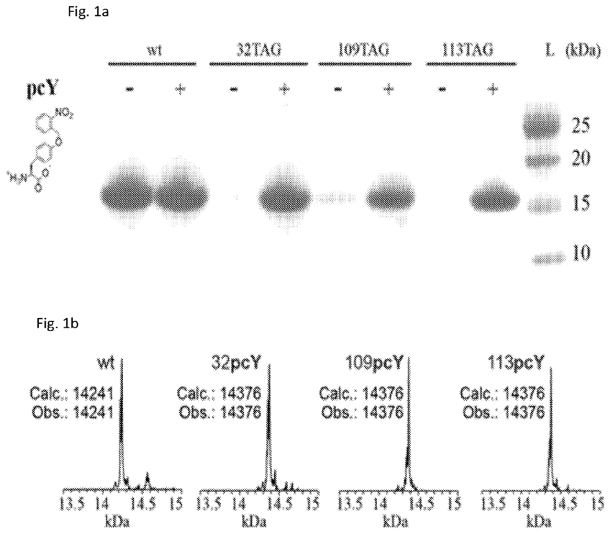 Photoactive antibodies