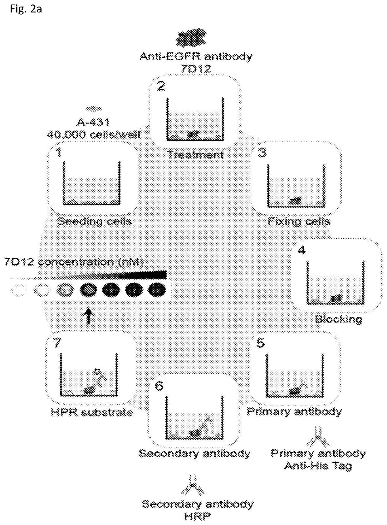 Photoactive antibodies