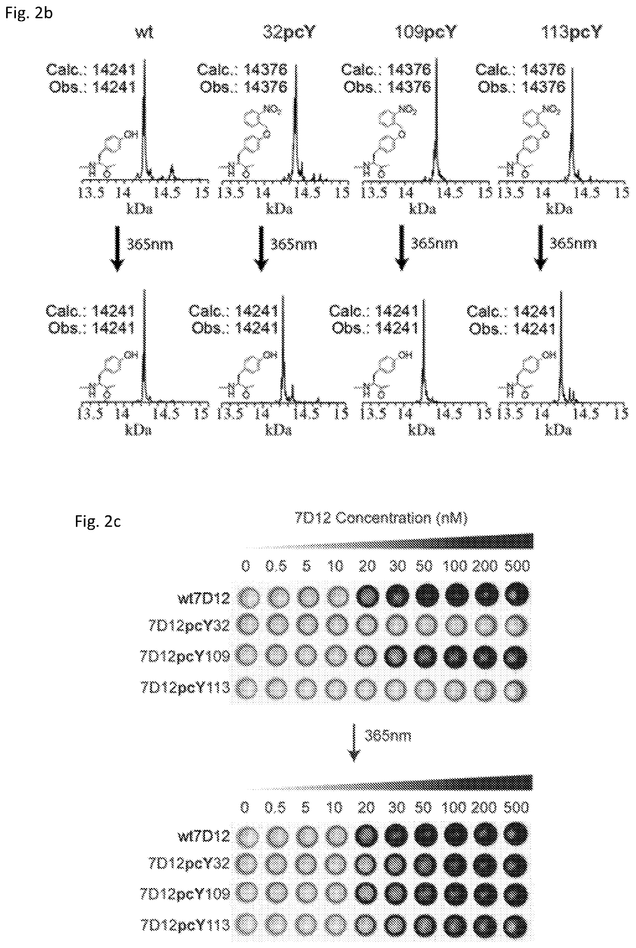 Photoactive antibodies