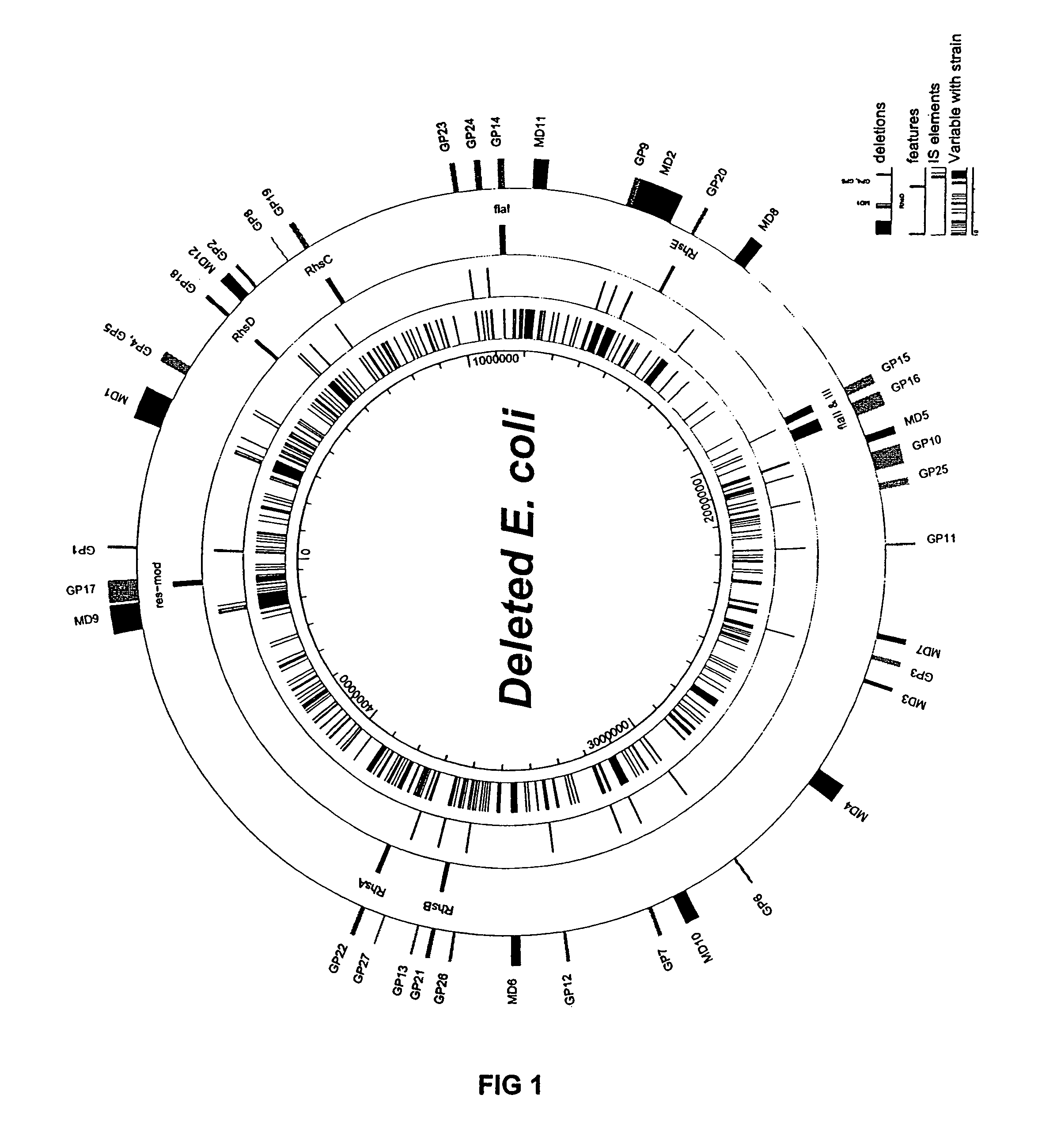 Bacteria with reduced genome