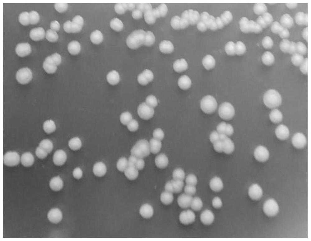 Saccharomyces cerevisiae and its use