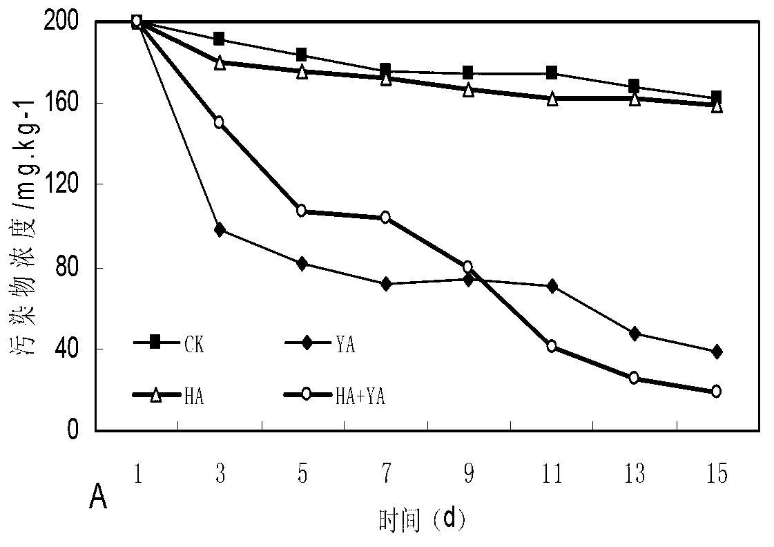 Bacterial strain for degrading polycyclic aromatic hydrocarbon and application of bacterial strain cooperated with surface active agent in soil remediation