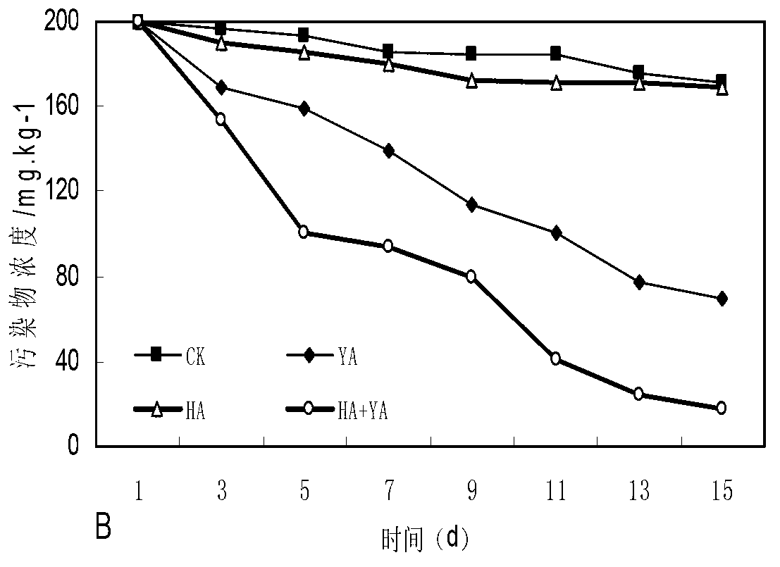 Bacterial strain for degrading polycyclic aromatic hydrocarbon and application of bacterial strain cooperated with surface active agent in soil remediation