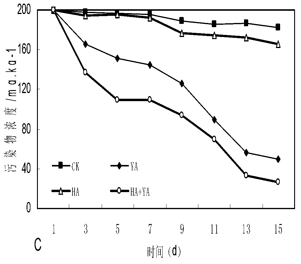 Bacterial strain for degrading polycyclic aromatic hydrocarbon and application of bacterial strain cooperated with surface active agent in soil remediation