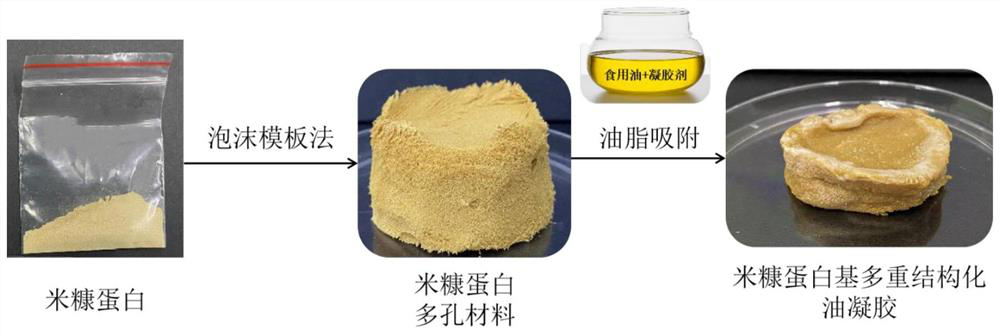 Novel rice bran protein-based shortening substitute and application thereof in baked food