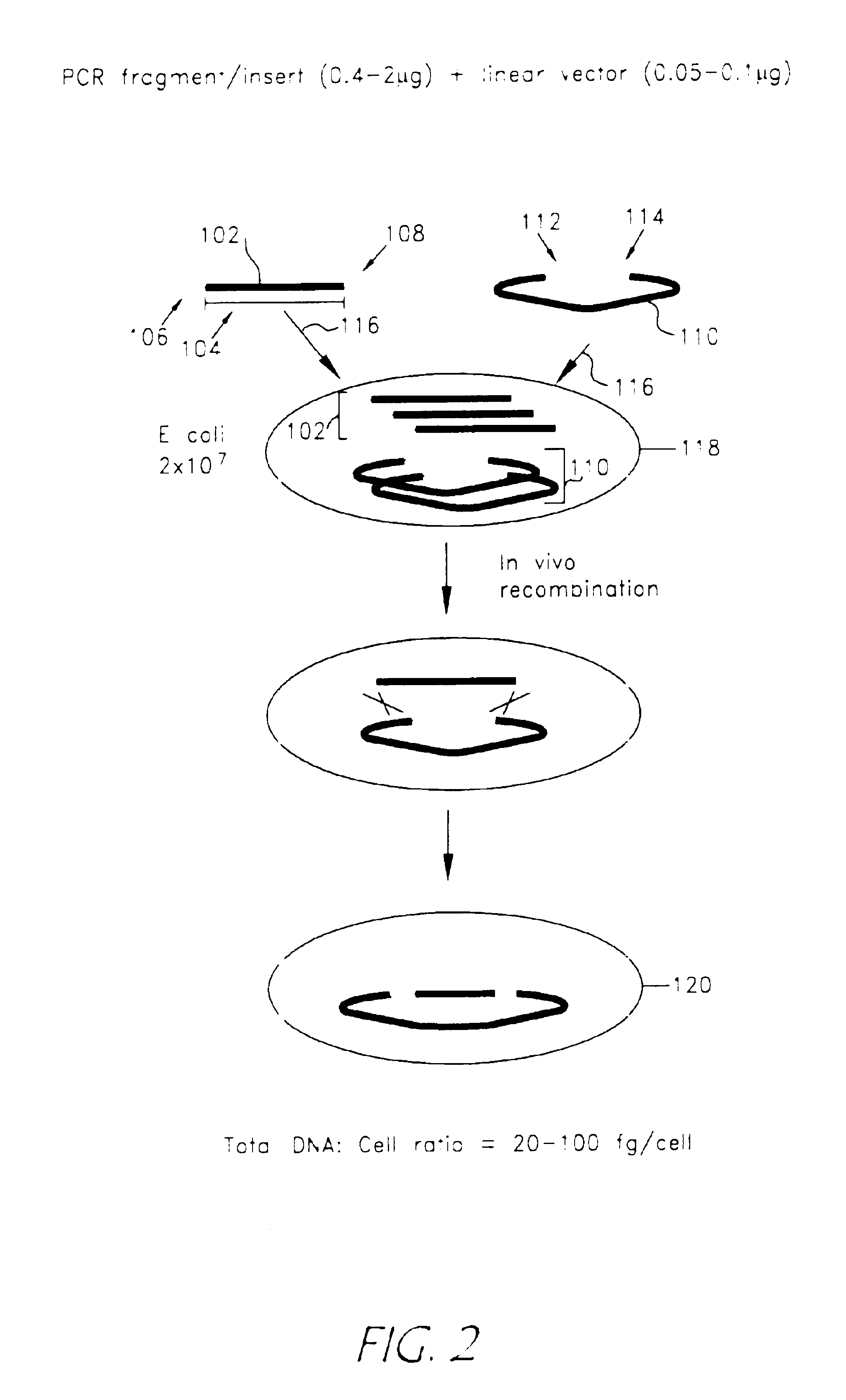 Rapid and enzymeless cloning of nucleic acid fragments