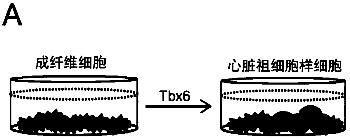 Method for directly producing cardiac precursor cell or myocardial cell from fibroblast