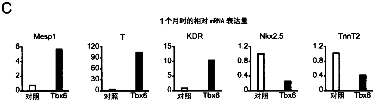 Method for directly producing cardiac precursor cell or myocardial cell from fibroblast