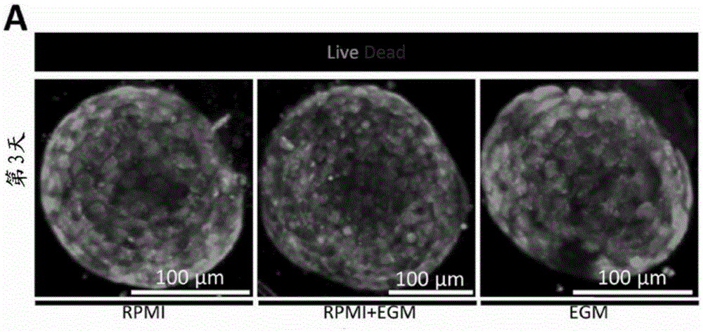 Method for providing vascular system in biological tissue