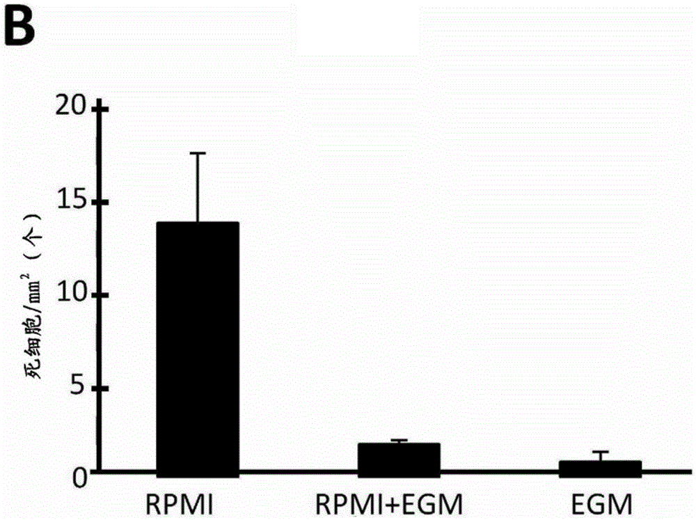 Method for providing vascular system in biological tissue