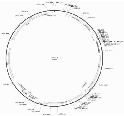 A method for promoting myogenic differentiation of bovine skeletal muscle satellite cells by overexpressing psmb5