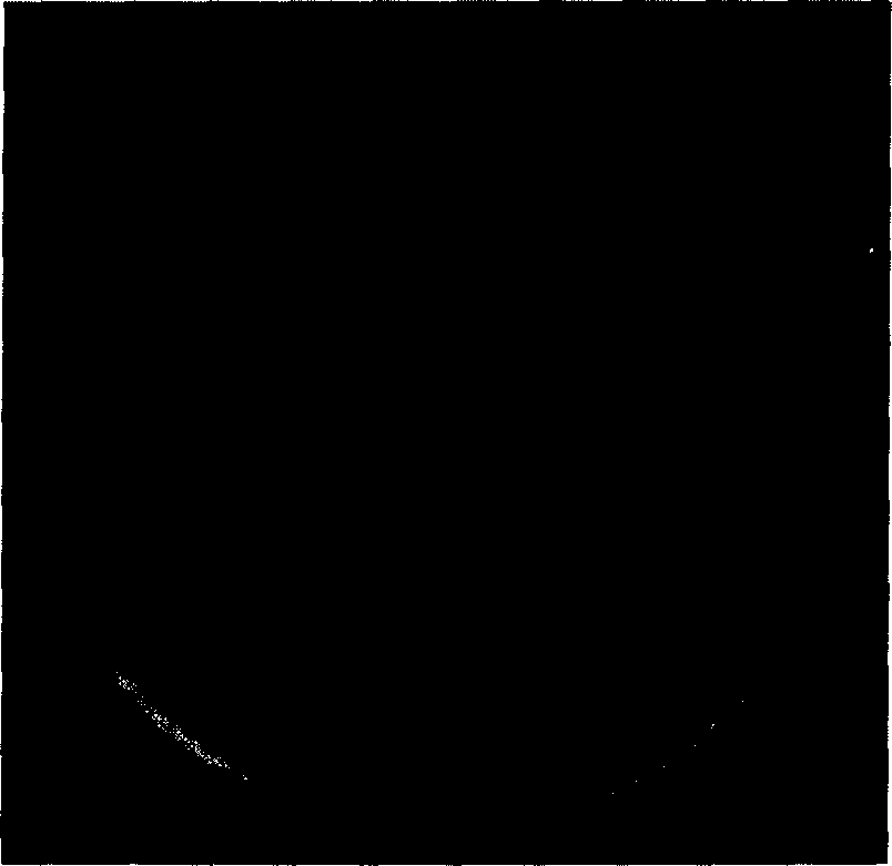 Lactobacillus pentosus strain, ferment produced thereby and the use of ferment in meat ware