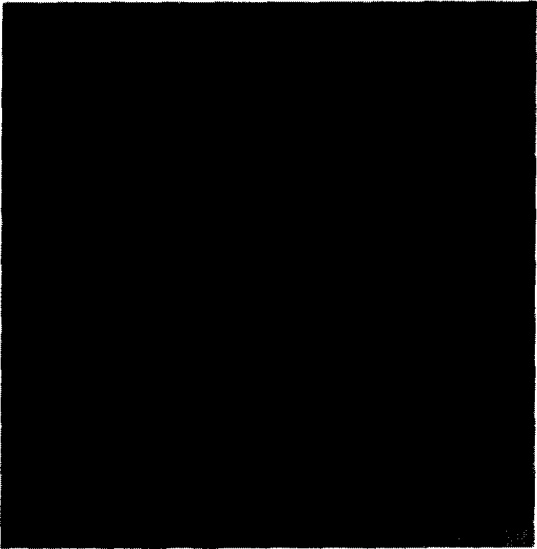 Lactobacillus pentosus strain, ferment produced thereby and the use of ferment in meat ware