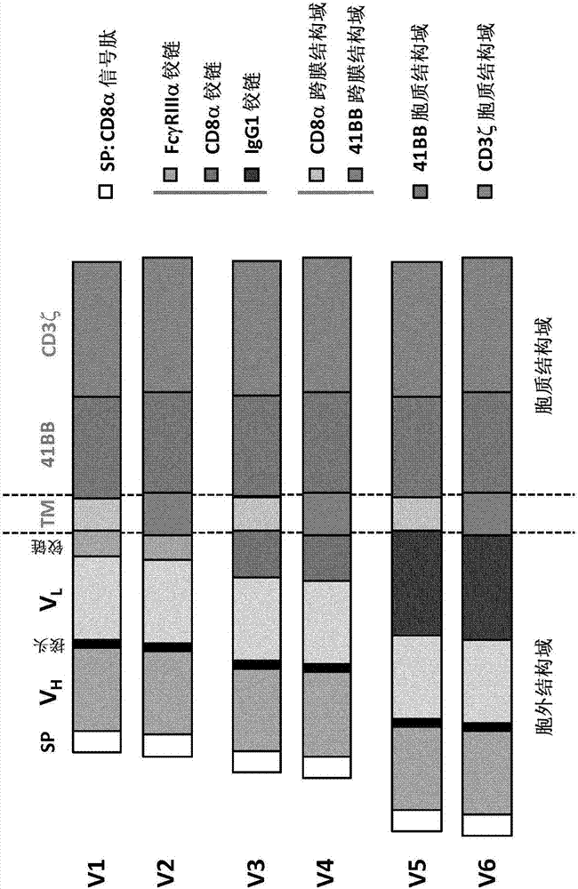 Anti-CLL1 specific single-chain chimeric antigen receptors (scCARs) for cancer immunotherapy