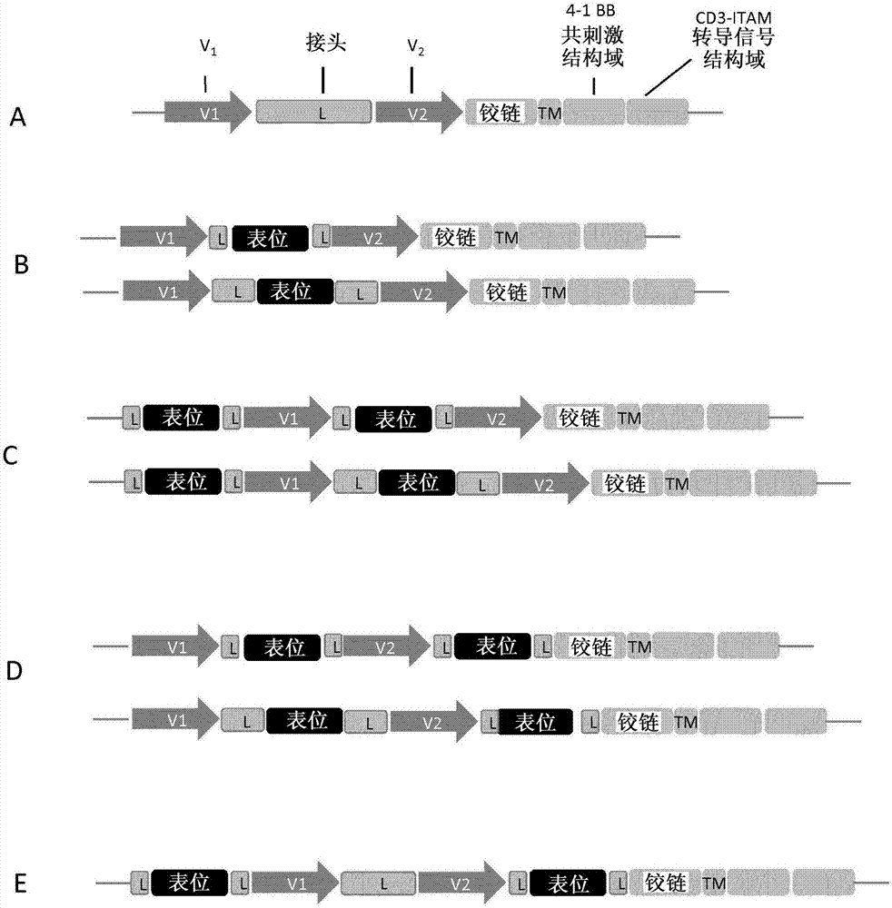 Anti-CLL1 specific single-chain chimeric antigen receptors (scCARs) for cancer immunotherapy