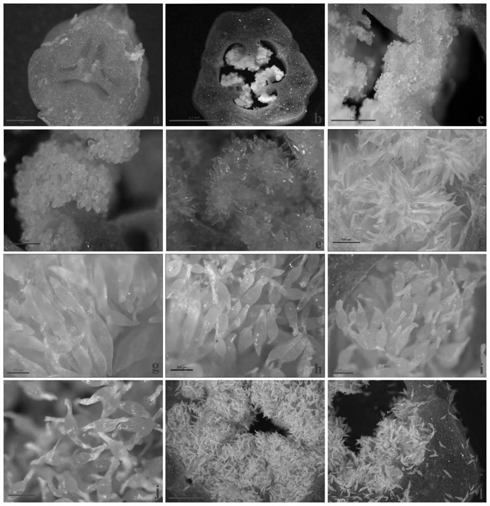 A method for increasing protocorm polysaccharide content and its medium and application