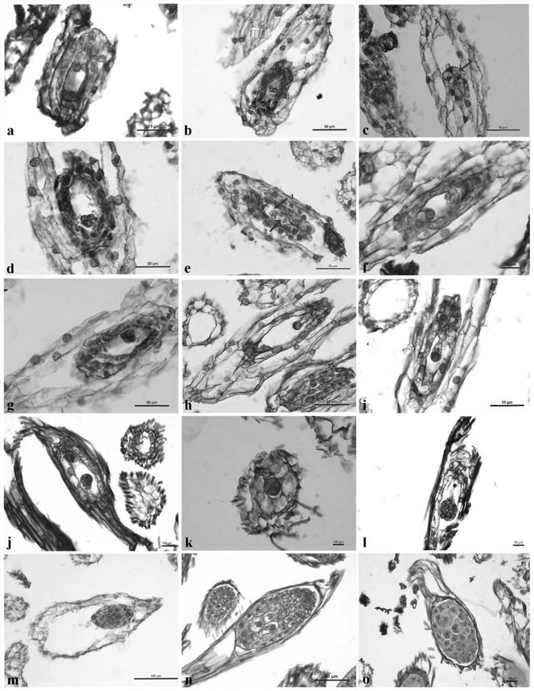 A method for increasing protocorm polysaccharide content and its medium and application