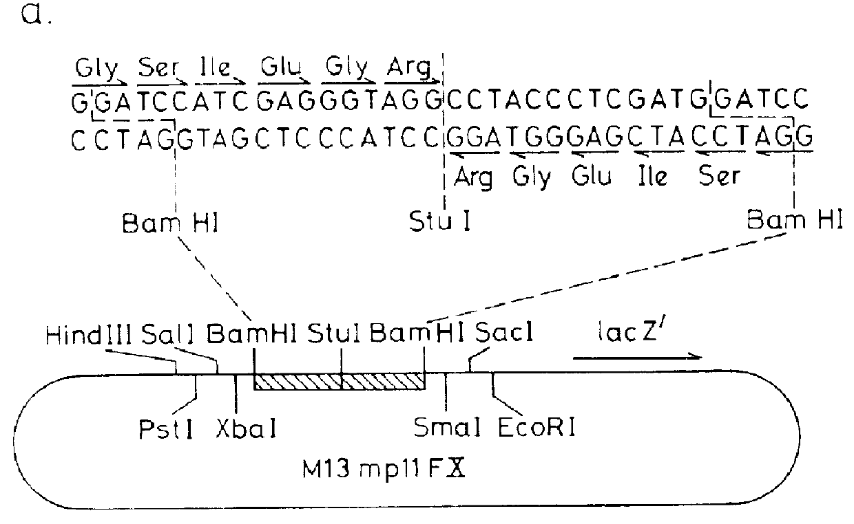 Recombinant fusion proteins