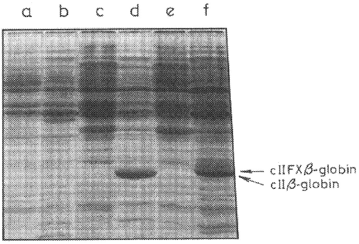 Recombinant fusion proteins