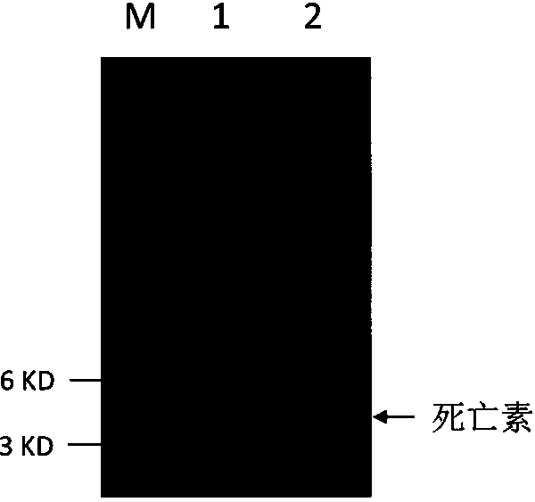 Pichia pastoris expressing recombinant Thanatin antibacterial peptide