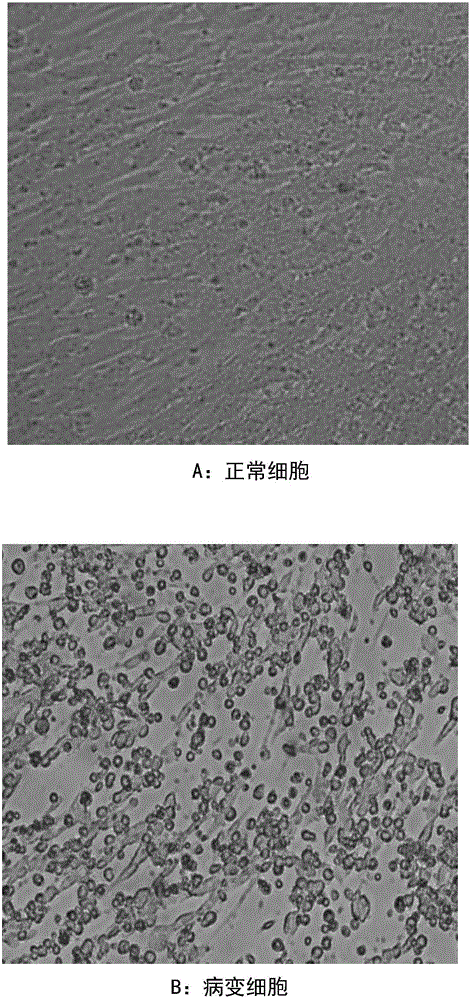 Method for preparing heat-resisting attenuated virus live vaccine for goatpox by using BHK21-C13 passage cell