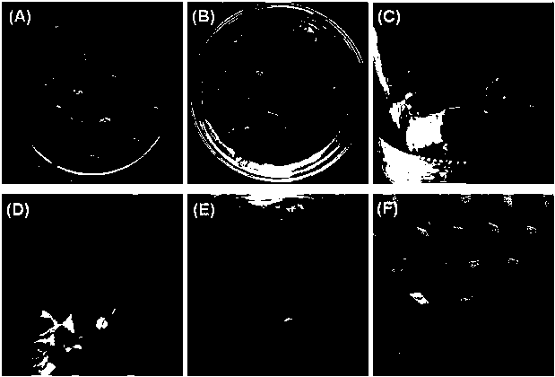 Method for agrobacterium tumefaciens-mediated genetic transformation of dried radix rehmanniae