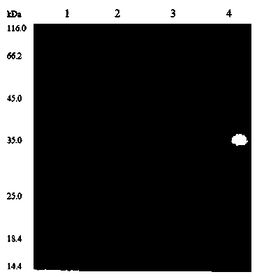 High-stability organic solvent-resistant lipase producing strain and lipase as well as gene and application thereof