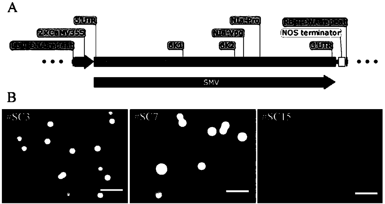 Soybean mosaic virus sequence capable of inhibiting growth of agrobacteria and application of soybean mosaic virus sequence