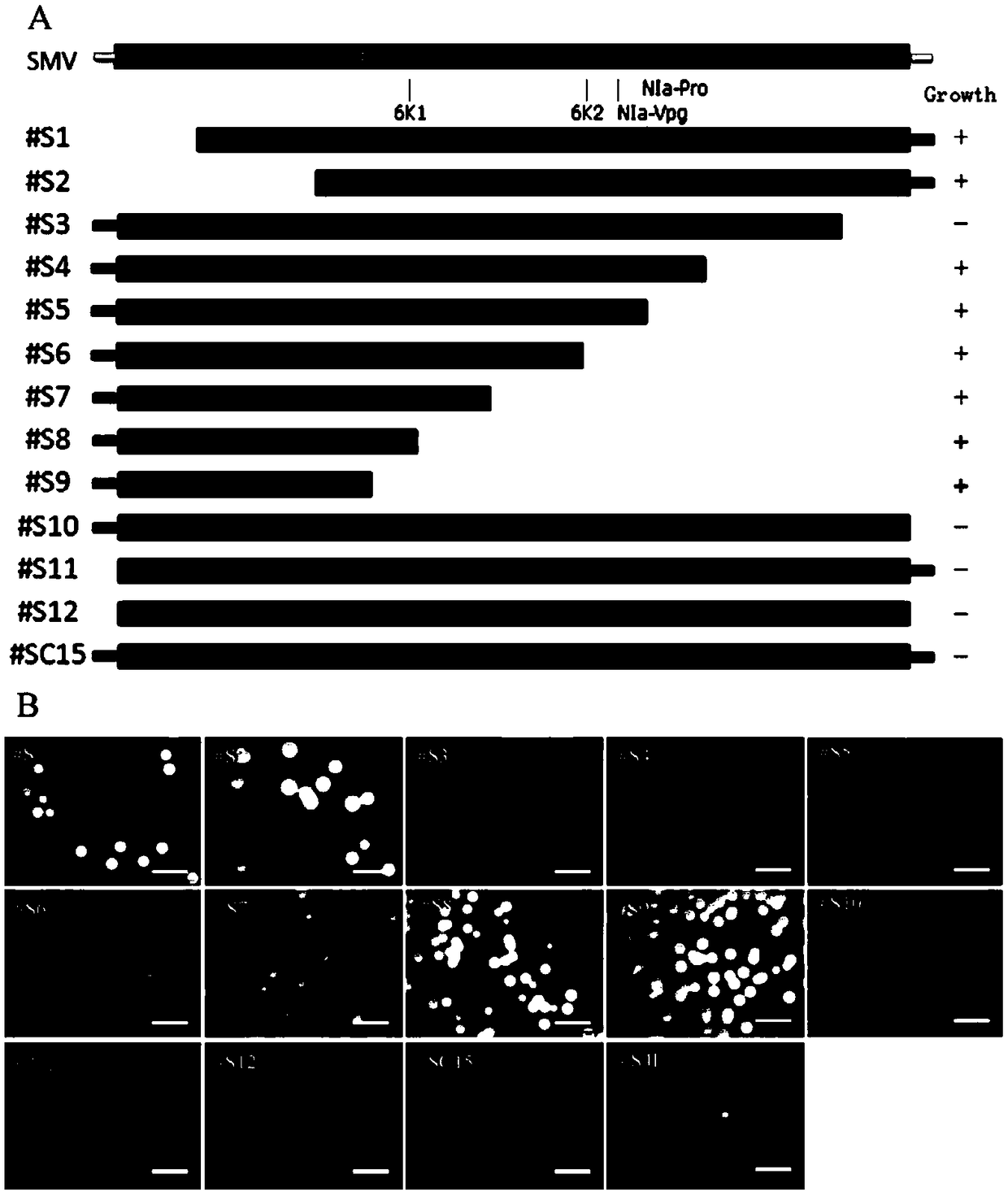 Soybean mosaic virus sequence capable of inhibiting growth of agrobacteria and application of soybean mosaic virus sequence