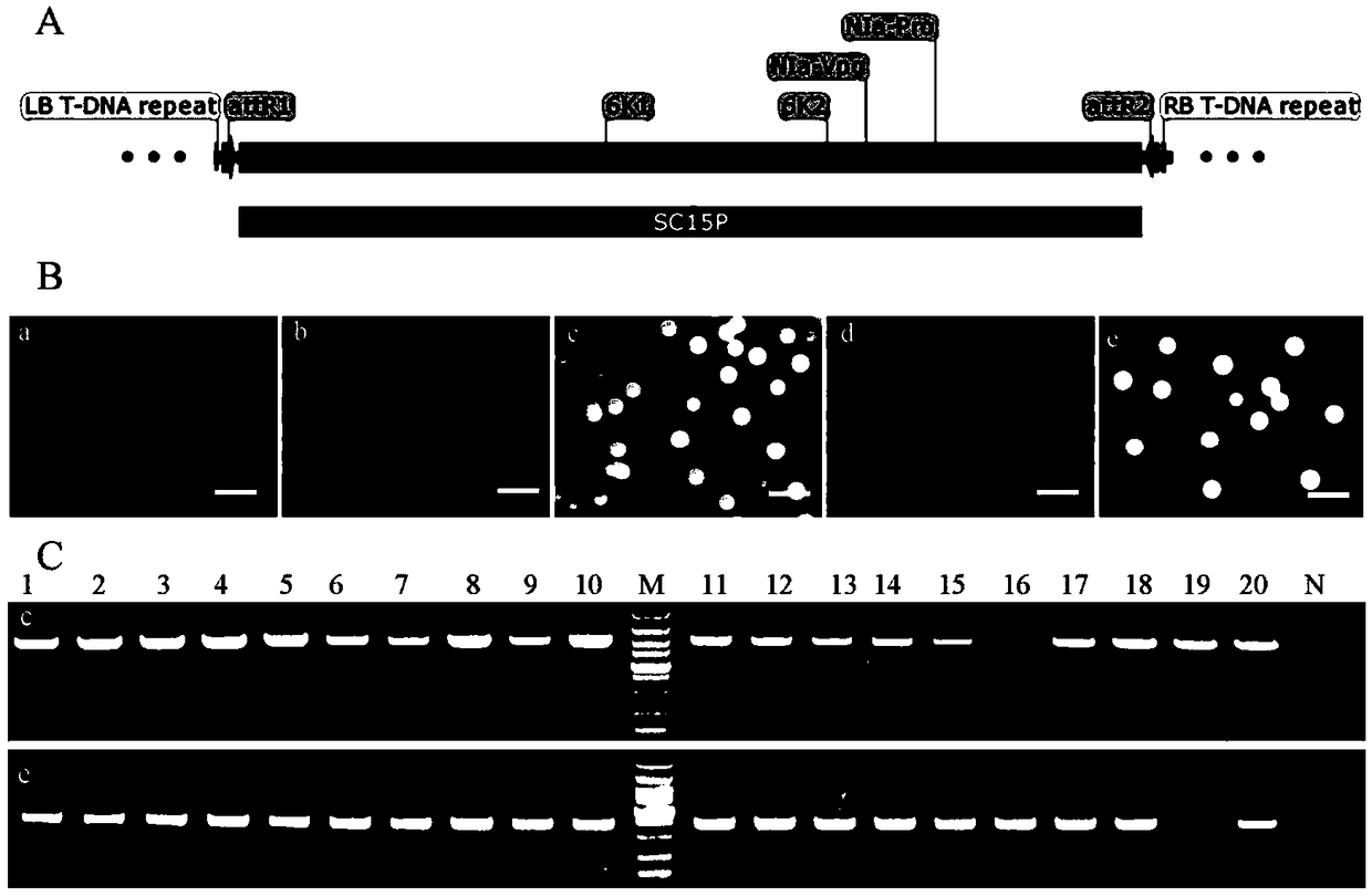 Soybean mosaic virus sequence capable of inhibiting growth of agrobacteria and application of soybean mosaic virus sequence