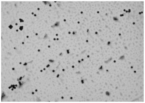 An acid-alkali-resistant, alcohol-resistant strain of Lanxiella sugarcane and its application