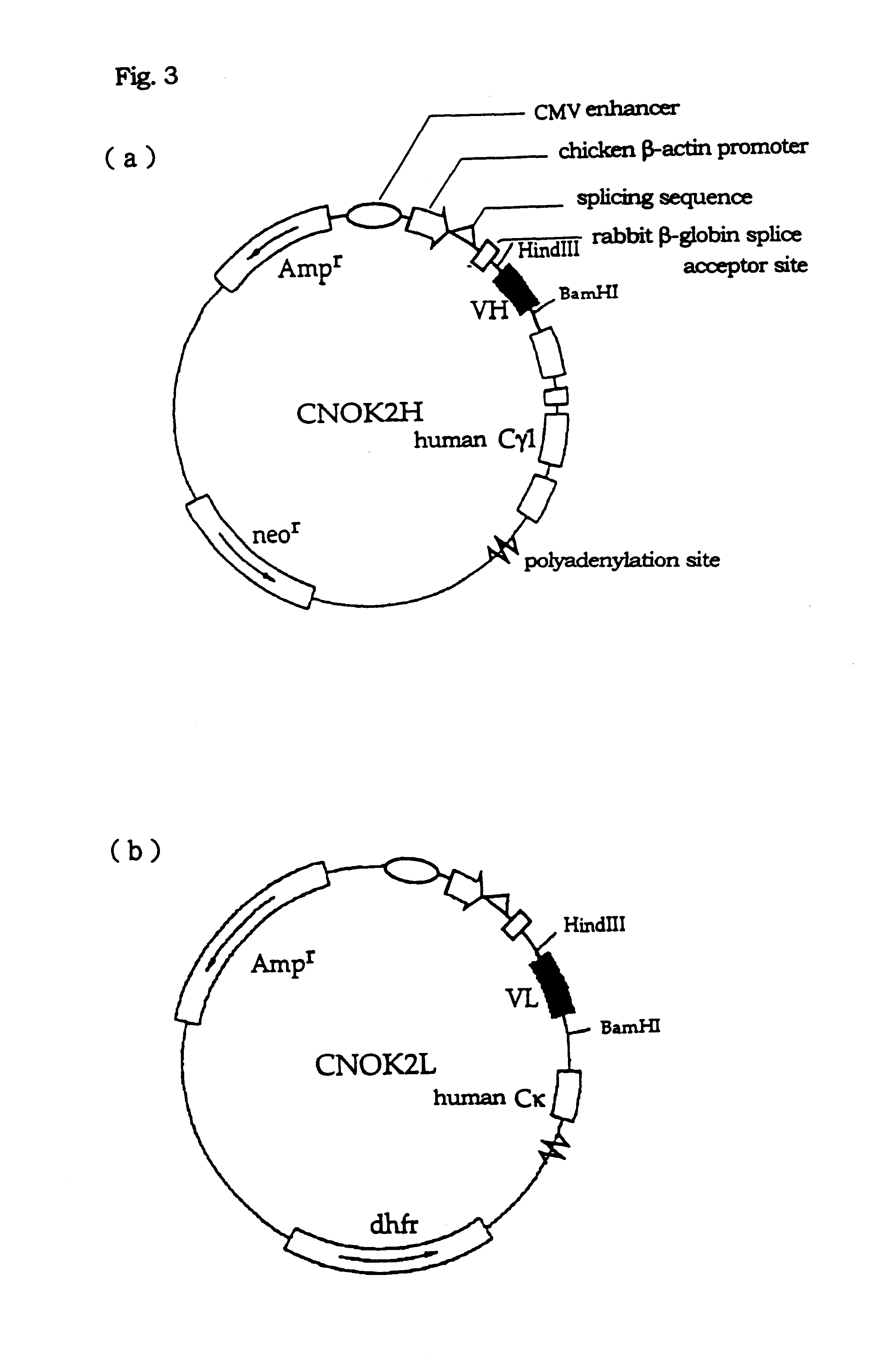 Humanized immunoglobulin reacting specifically with Fas ligand or active fragments thereof and region inducing apoptosis originating in Fas ligand