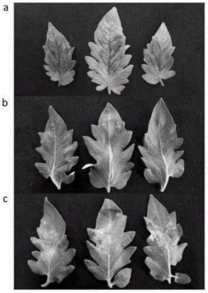 Late blight resistance related protein, and related biomaterial and application thereof