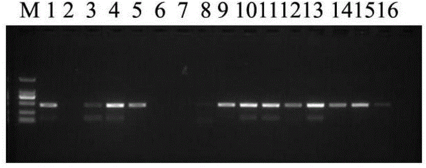 Specific primer for detecting Aleutian disease virus of minks and application of specific primer in screening healthy minks