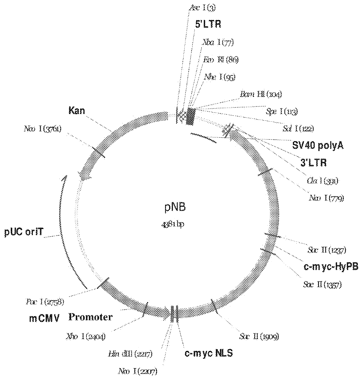 Efficient and safe transposon integration system and use thereof