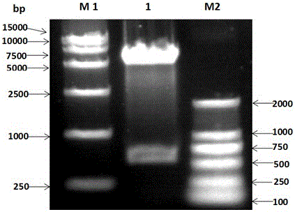 Production process of chicken beta interferon optimized gene and recombinant chicken beta interferon