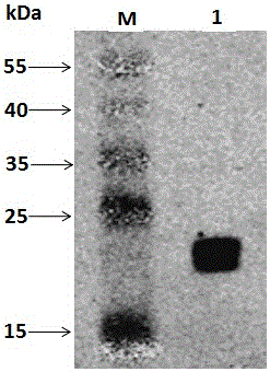 Production process of chicken beta interferon optimized gene and recombinant chicken beta interferon