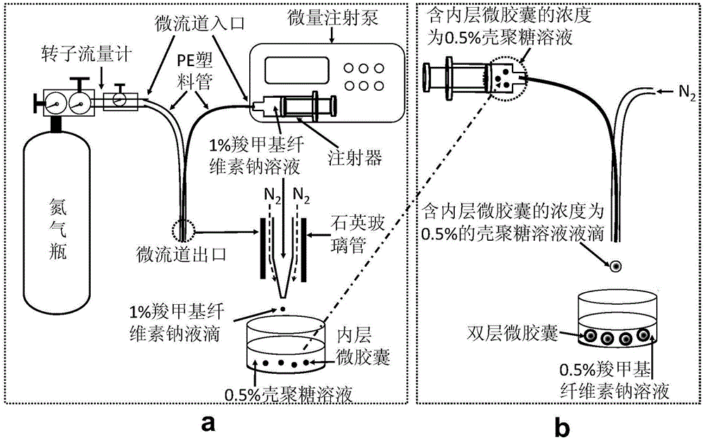 Method for preparing natural polymer double-layer microcapsule through adoption of gas-liquid micro-channel