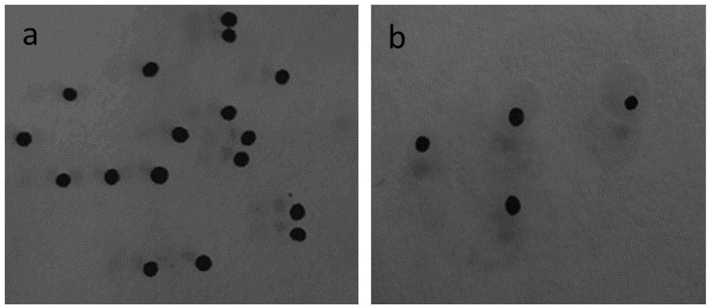 Method for preparing natural polymer double-layer microcapsule through adoption of gas-liquid micro-channel