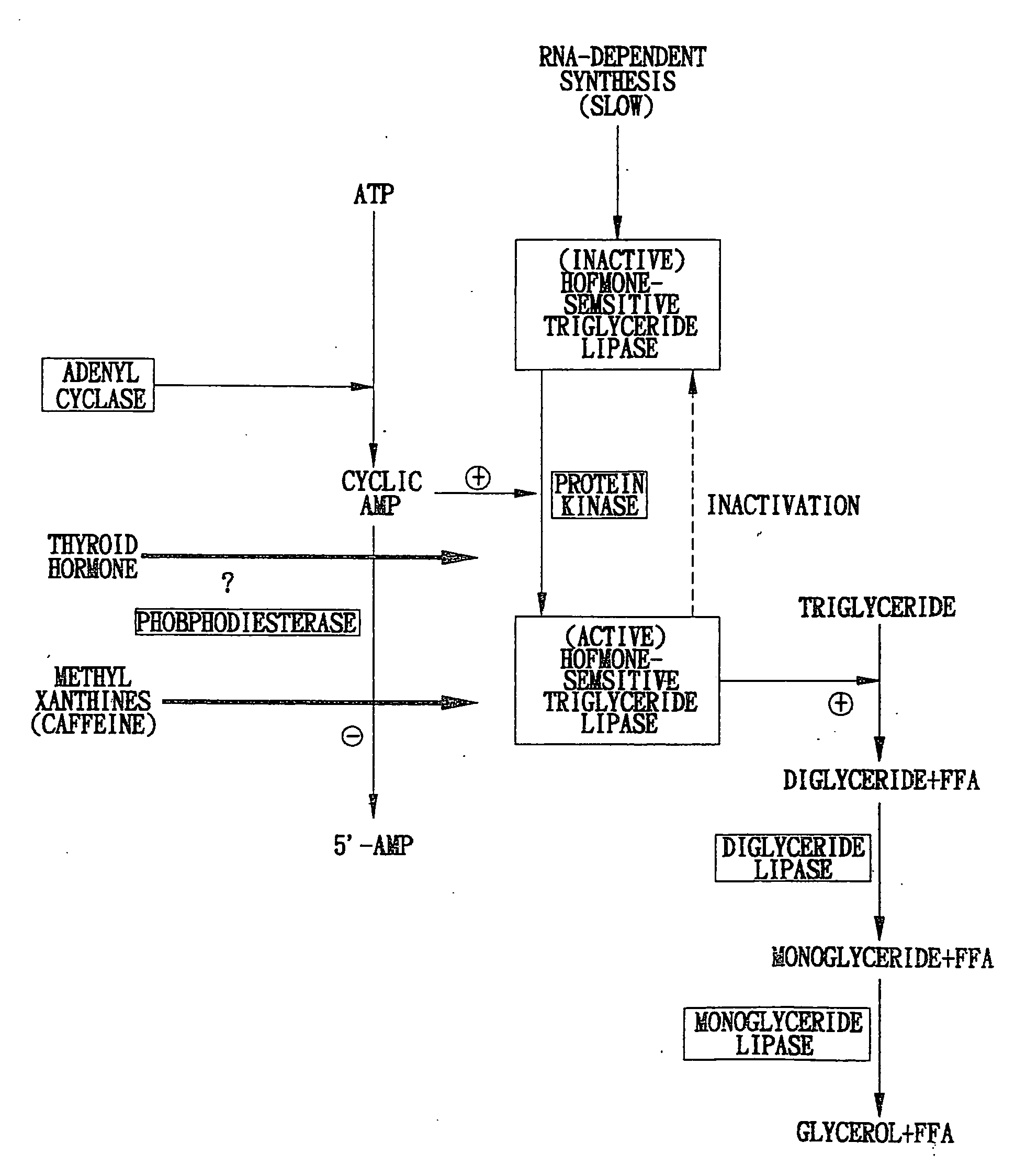 Weight reduction and inhibition of hypertriglyceridemia medicine containing ATP as effective ingredient