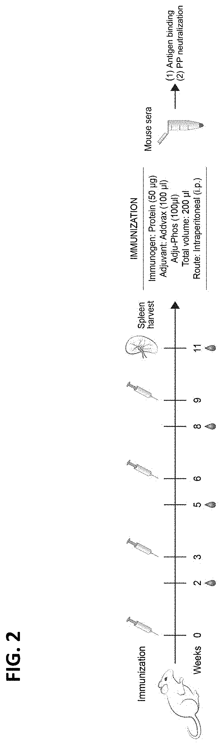 Stabilized coronavirus spike (S) protein immunogens and related vaccines