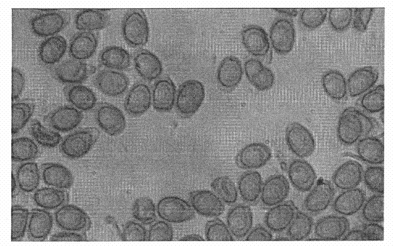 Method for refrigerating, vacuum-drying and purifying ganoderma spore powder