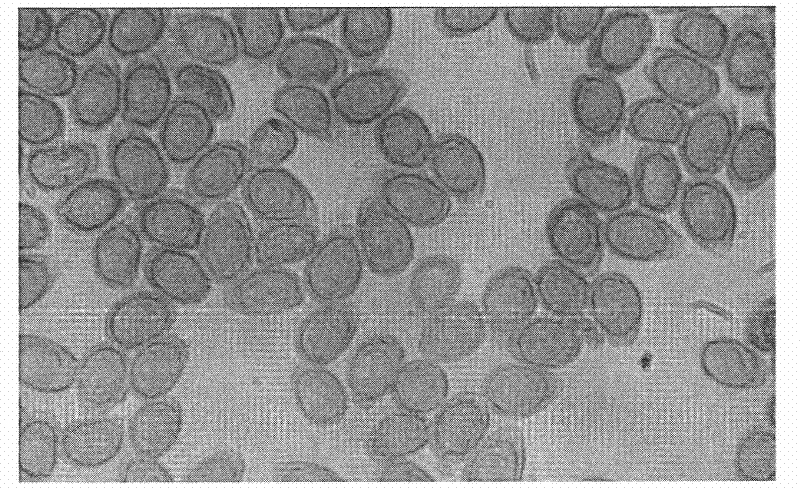 Method for refrigerating, vacuum-drying and purifying ganoderma spore powder