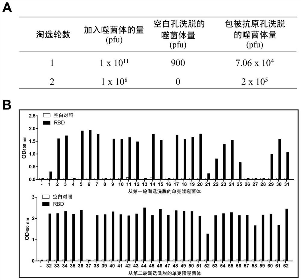 Alpaca-derived nanobody binding to SARS-CoV-2 RBD