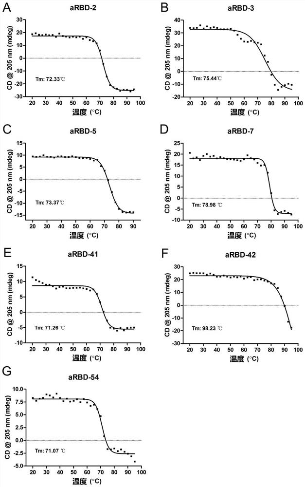 Alpaca-derived nanobody binding to SARS-CoV-2 RBD